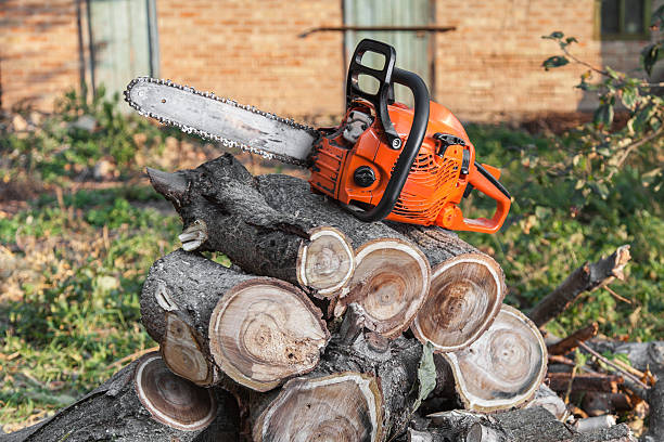  Bear Creek, AL Tree Service Pros